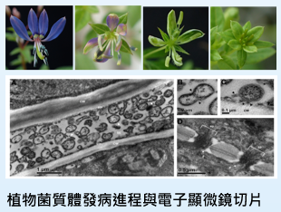 菌質體切片