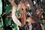 可可樹枝條及葉感染髮狀病(圖片來源：Crop Protection Compendium 資料庫)。