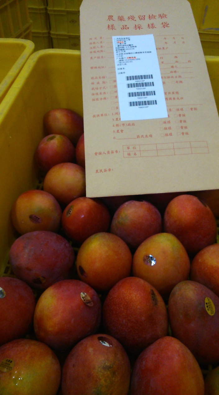 外銷芒果樣品與採樣袋