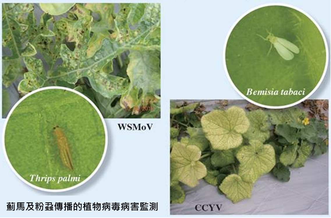 薊馬及粉蝨