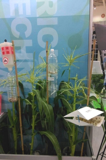 昆蟲費洛蒙應用技術展示。