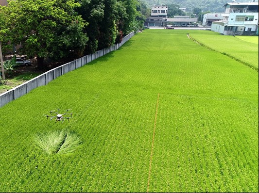 圖三、無人機於水稻田上方進行相關作業