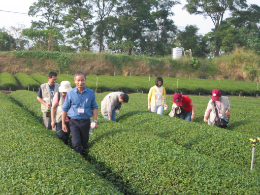 有機茶園參訪