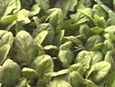 蔬果食前處理系列報導之三：烹調與貯存 