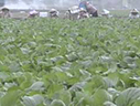 蔬菜田雜草發生及除草劑之使用介紹