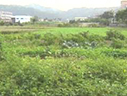 容易引起過敏的兩種菊科雜草