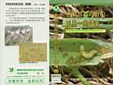 青蔥甜菜夜蛾的剋星--黑殭菌