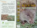 野鼠的認識與防除