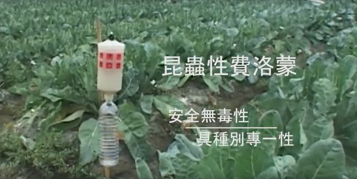 害蟲管理好幫手 - 昆蟲性費洛蒙(3分鐘精簡版)