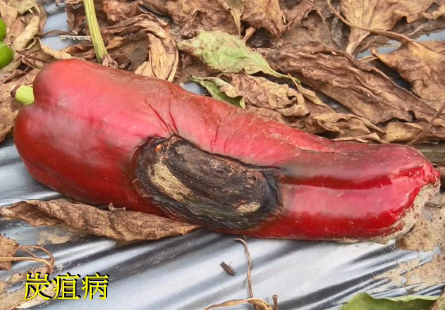 甜椒安全管理