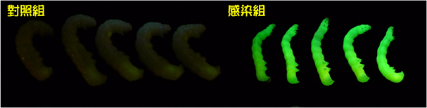 多角體(PIB)和病毒粒子