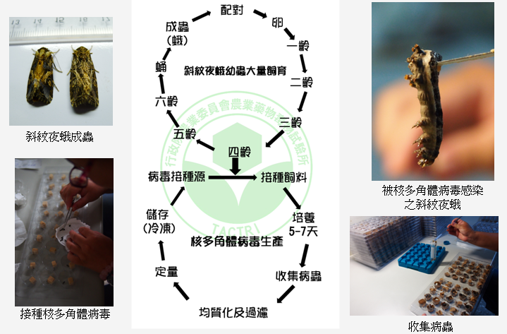 斜紋夜蛾大量飼育及其核多角體病毒接種生產