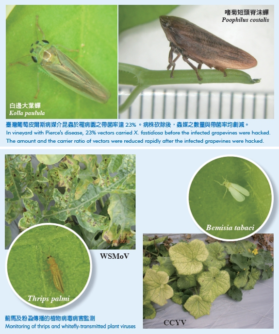 Kolla paulula and Poophilus costalis (the above picture) Monitoring of thrips and whitefly-transmitted plant viruses(the following picture)