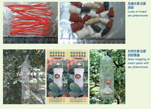 Lures of insect sex pheromore (the above picture) Mass trapping of insect pests with sex pheromone (the following picture)