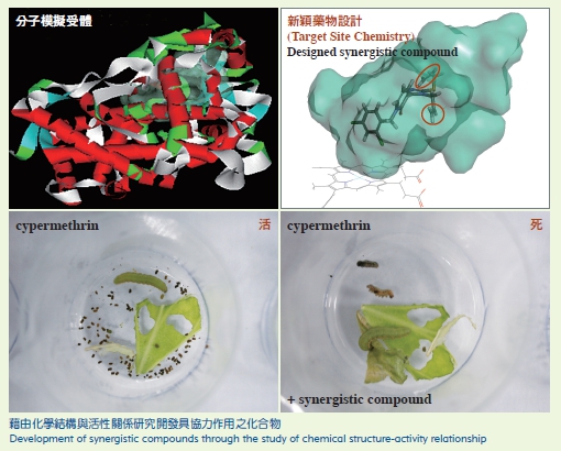 Target Site Chemistry (the above picture) Development of synergistic compounds through the study of chemical structure-activity relationship  (the following picture)