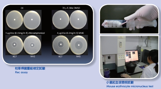 Rec assay (Left picture) Mouse erythrocyte micronucleus test (Right picture) 
