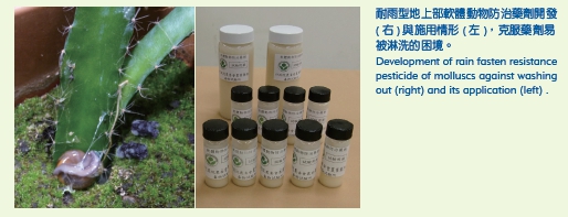 Development of rain fasten resistance pesticide of molluscs against washing ouyt (right) and its application (left)