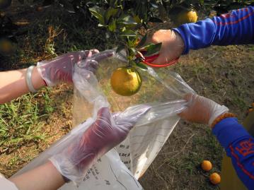 田間採樣作業情況