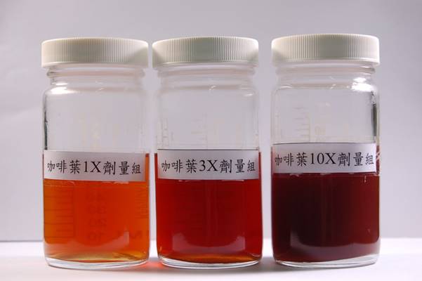 咖啡葉茶經沖泡後，飲品外觀呈琥珀色至咖啡色，並選擇以建議沖泡量的10倍為最高試驗劑量組
