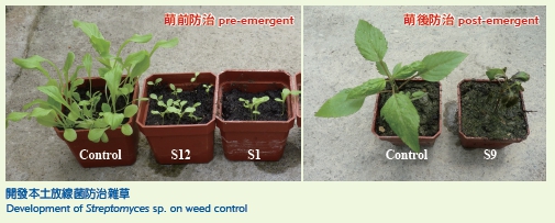 Development of Streptomyces sp. on weed control