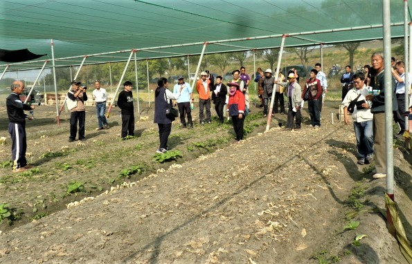 蔬菜田噴施壬酸製劑之除草效果示範與說明。