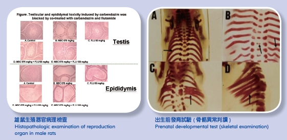 Histopathologic examination of reproduction organ in male rats (Left picture) Prenatal developmental test (skeletal examination) (Right picture) 
