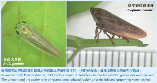 媒介昆蟲
