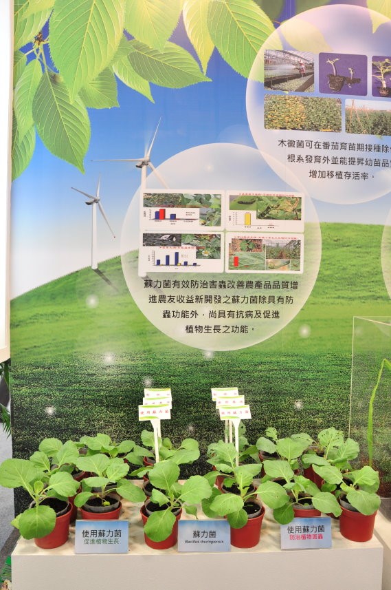 甘藍盆栽展示「蘇力菌有效防治害蟲」。