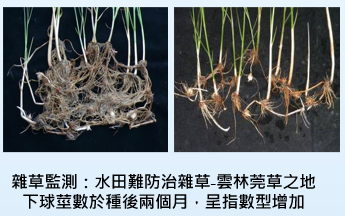 雜草監測
