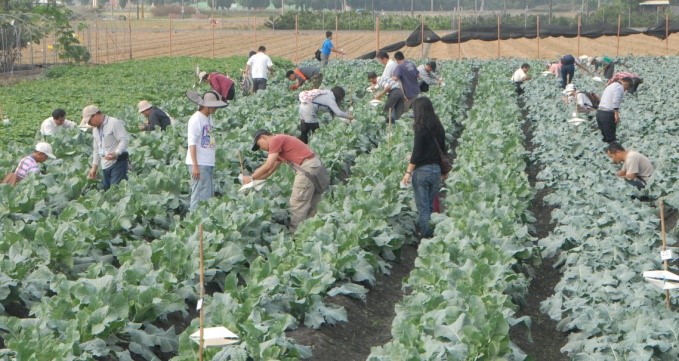 學員田間實習翦影