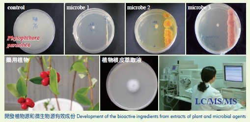 Development of the bioactive ingredients from extracts of plant and microbial agents:control, microbe 1, microbe 2, microbe 3