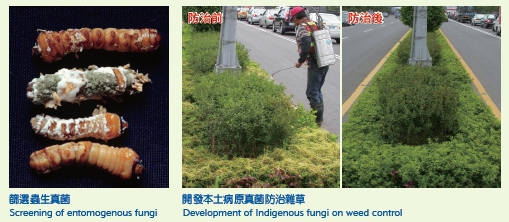 Screening of entomogenous fungi (left picture) Development of lndigenous fungi on weed control (right picture)