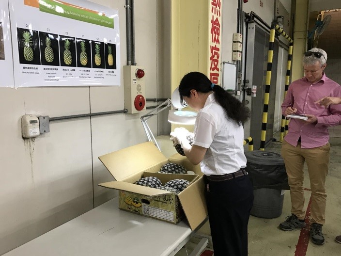 鳳梨燻蒸檢疫處理
