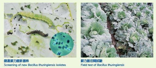 Screening of new Bacillus thuningiensis isolates (left picture) Field test of Bacillus thuringiensis (right picture)