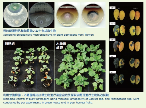 Screening antagonistic microorganisms of plant pathogens from Taiwan (the above picture) Biological control of plant pathogens using microbial antagonists of Bacillus spp. and Trichoderma spp. were conducted by pot experiments in green house and in post harvest fruits. (the following picture)