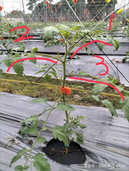 每株調查採樣3條枝條上粉蝨數量