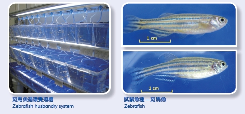 Zebrafish husbandry system (Left picture) Zebrafish (Right picture) 