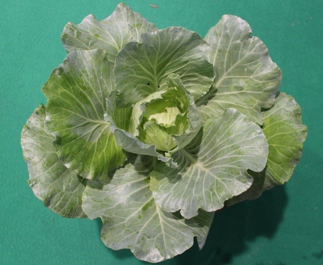 本所研發油茶粕中有效成分製劑防治扁蝸牛，施用前(上)及施用後(下)比較，效果顯著。