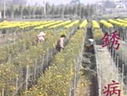 前往 花卉病害簡介