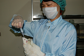 經由胃管強迫灌食