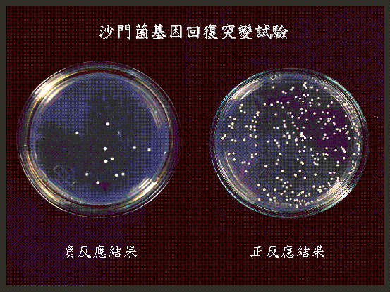 細菌基因逆向變異試驗