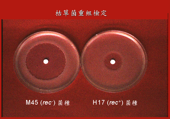 枯草桿菌重組檢定試驗