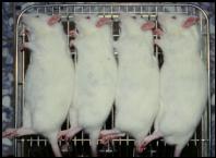 動物觀察