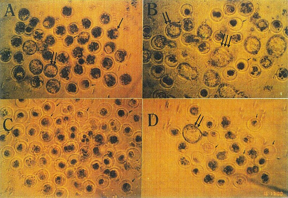 後代繁殖毒性研究2