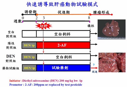 快速誘導致肝癌動物模式之研究1