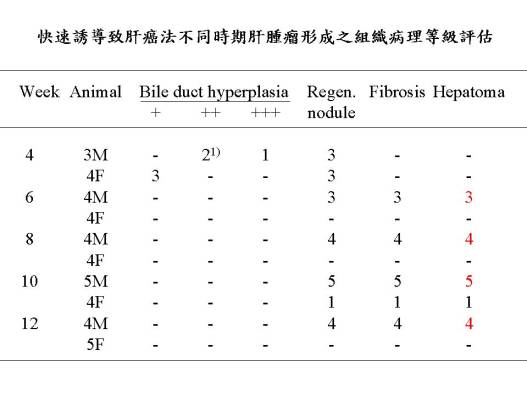 快速誘導致肝癌動物模式之研究3