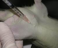 腹腔急毒性/致病性測試