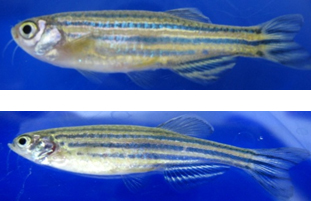 斑馬魚
